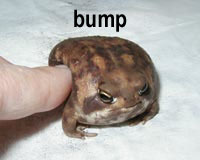 bumpfrog.jpg