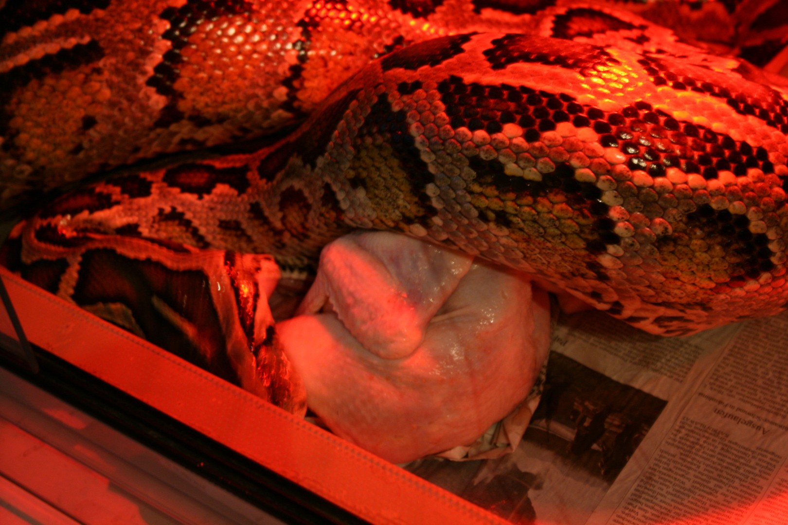 IMG_0043 (Large).JPG